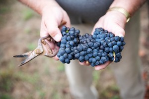 Pinot Noir Harvest