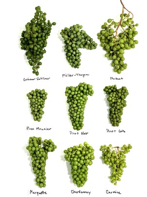 Kramer Vineyards team