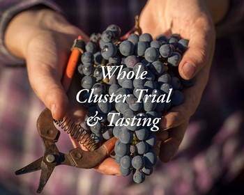 Kramer University: Whole Cluster Fermentation Image