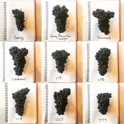 2017 Pinot Noir Single Clone Collection