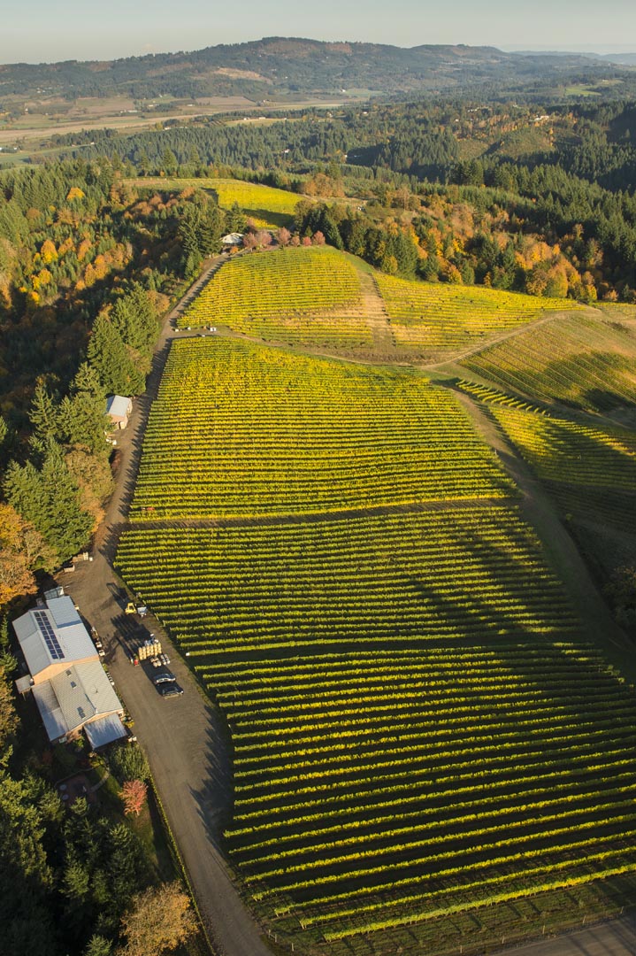 High-density planted Pinot Noir grapevine rows for Rebecca's Reserve at Kramer Vineyards.