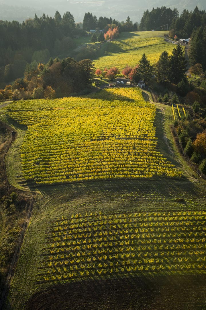 The historic Heritage Pinot Noir block, originally planted in 1984 in ancient marine sedimentary soils.