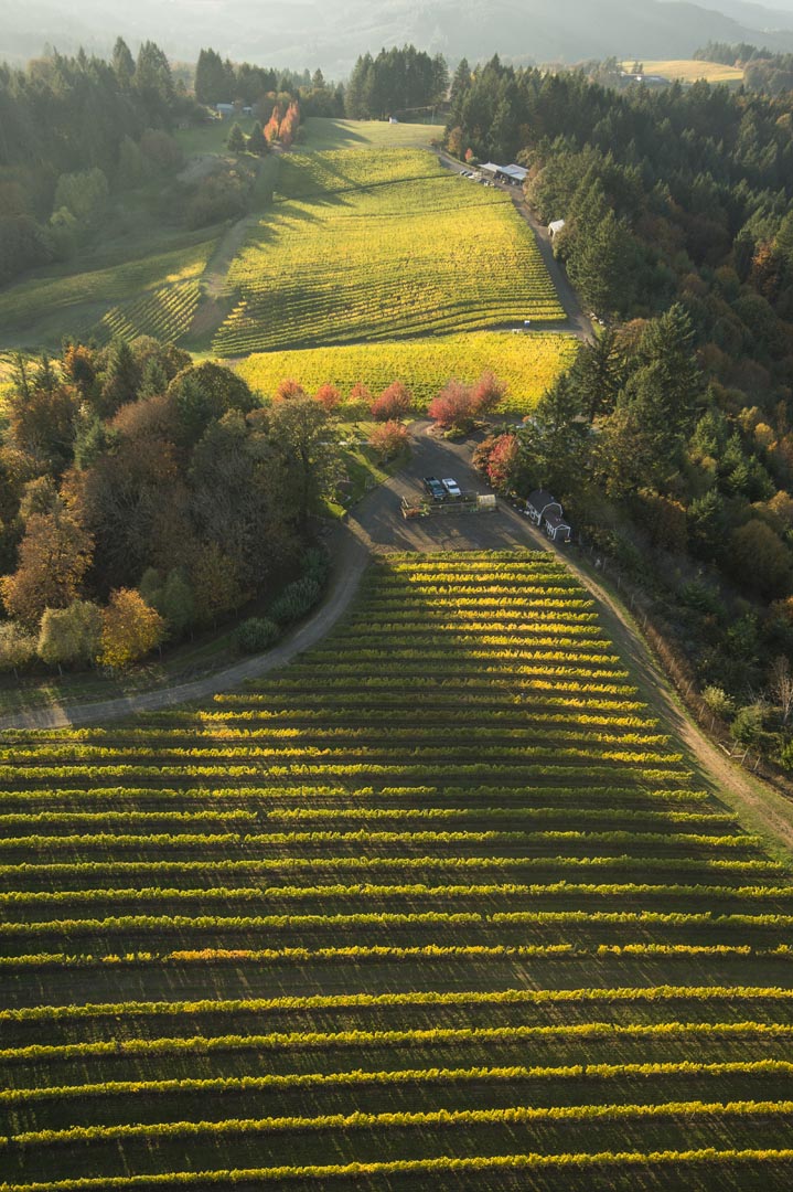 The steep, challenging slope of the Cardiac Hill Pinot Noir block in the Yamhill-Carlton AVA.
