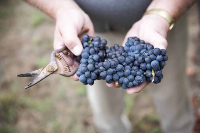 Clusters of old-vine estate Pinot Noir at Kramer Vineyards