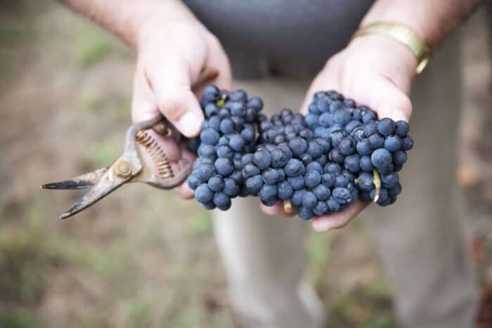 Two hands holding freshly harvested Pinot Noir clusters and vineyard shears at Kramer Vineyards