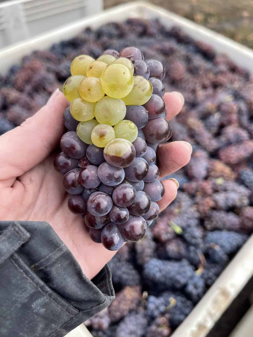 A Pinot Gris grape cluster held in a hand at harvest, displaying a mutation with a few green-white Pinot Blanc berries, including one split berry.