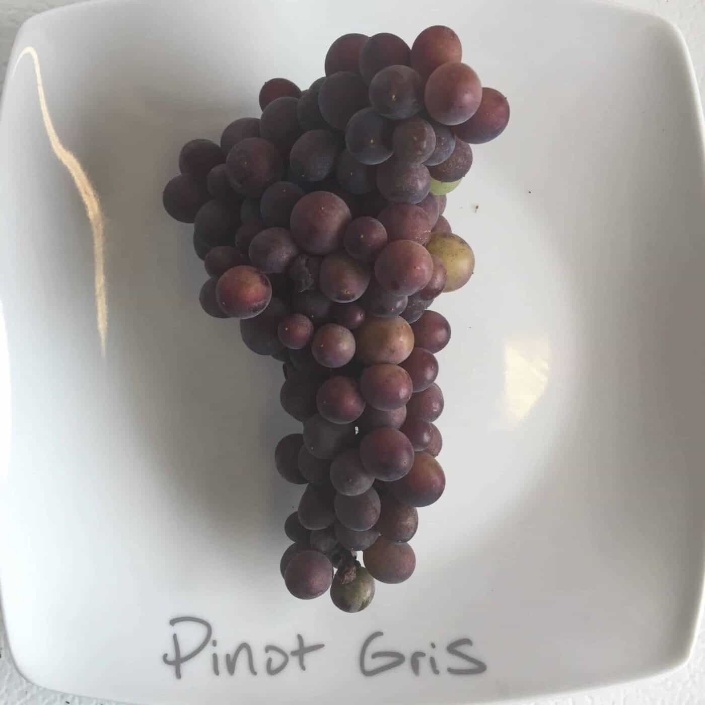 Pinot Gris grape cluster on a plate showing mauve-gray color variations at harvest