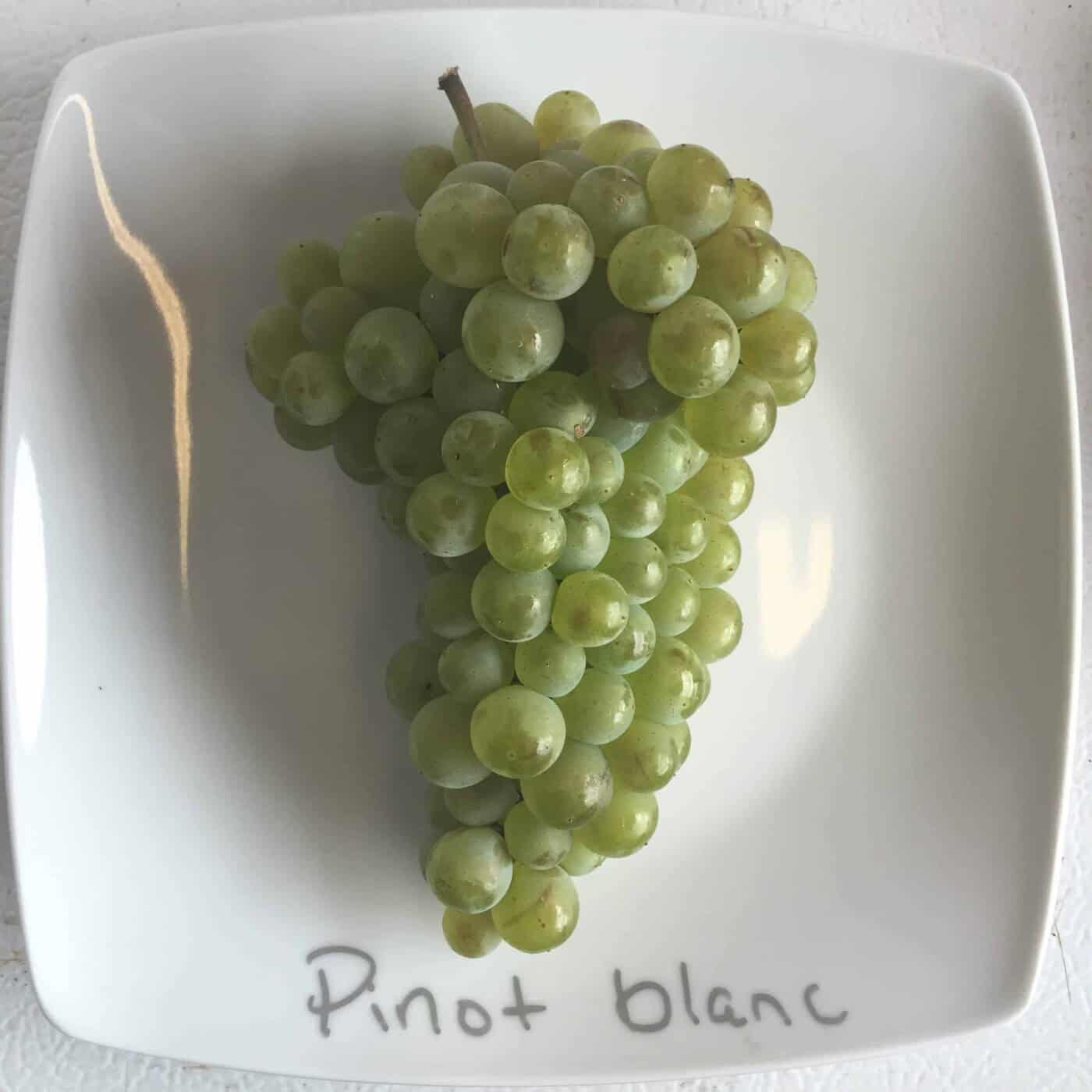 A vibrant green-white Pinot Blanc grape cluster on a white plate at harvest
