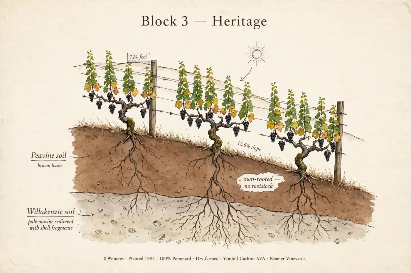 Heritage Pinot Noir Vertical Tasting 1 Illustrated cross-section of Block 3, the Heritage block at Kramer Vineyards: own-rooted Pommard Pinot Noir vines planted in 1984 on a VSP trellis, roots reaching through Peavine soil into Willakenzie marine sediment.